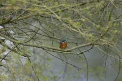 Male Kingfisher Front View on Branch