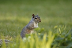 Squirrel Side View on Grass