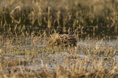 Moorhen Nest on Marsh