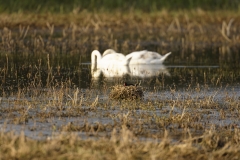 Moorhen Nest on Marsh