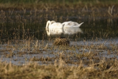 Moorhen Nest on Marsh