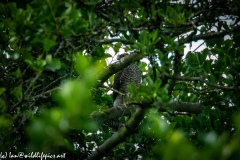 Male Sparrow-hawk in Tree Front View