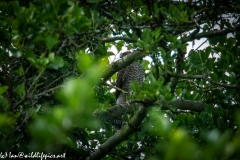 Male Sparrow-hawk in Tree Front View