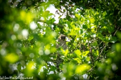 Female Sparrow-hawk in Tree Front View