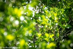 Female Sparrow-hawk in Tree Front View