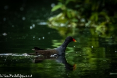 Moorhen on Water Side View