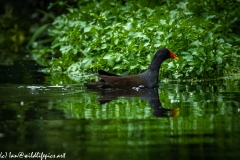 Moorhen on Water Side View