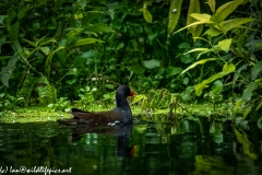 Moorhen on Water Side View