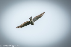 Juvenile Sparrow-hawks Being Taught how to Catch Prey in Flight