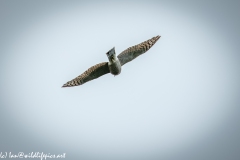 Juvenile Sparrow-hawks Being Taught how to Catch Prey in Flight