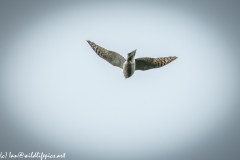 Juvenile Sparrow-hawks Being Taught how to Catch Prey in Flight