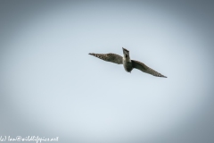 Juvenile Sparrow-hawks Being Taught how to Catch Prey in Flight