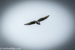 Juvenile Sparrow-hawks Being Taught how to Catch Prey in Flight