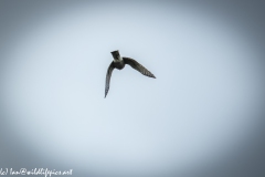 Juvenile Sparrow-hawks Being Taught how to Catch Prey in Flight