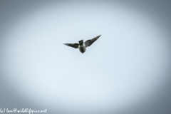 Juvenile Sparrow-hawks Being Taught how to Catch Prey in Flight