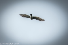 Juvenile Sparrow-hawks Being Taught how to Catch Prey in Flight