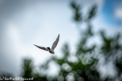 Juvenile Sparrow-hawks Being Taught how to Catch Prey in Flight