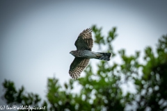 Juvenile Sparrow-hawks Being Taught how to Catch Prey in Flight