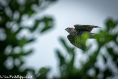 Juvenile Sparrow-hawks Being Taught how to Catch Prey in Flight