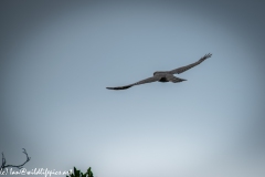 Juvenile Sparrow-hawks Being Taught how to Catch Prey in Flight