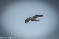 Juvenile Sparrow-hawks Being Taught how to Catch Prey in Flight