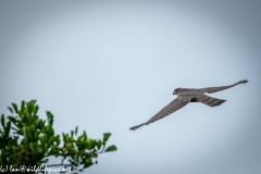 Juvenile Sparrow-hawks Being Taught how to Catch Prey in Flight