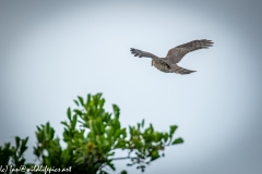 Juvenile Sparrow-hawks Being Taught how to Catch Prey in Flight