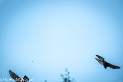 Juvenile Sparrow-hawks Being Taught how to Catch Prey in Flight