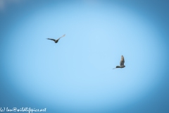 Juvenile Sparrow-hawks Being Taught how to Catch Prey in Flight