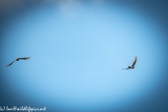 Juvenile Sparrow-hawks Being Taught how to Catch Prey in Flight