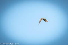 Juvenile Sparrow-hawks Being Taught how to Catch Prey in Flight