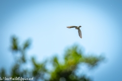 Juvenile Sparrow-hawks Being Taught how to Catch Prey in Flight