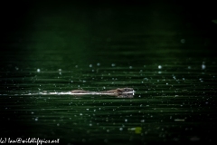 Rat Swimming Across River Side View