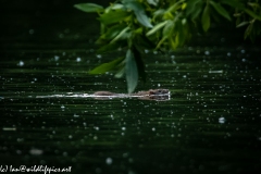 Rat Swimming Across River Side View