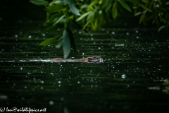 Rat Swimming Across River Side View