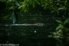 Rat Swimming Across River Side View