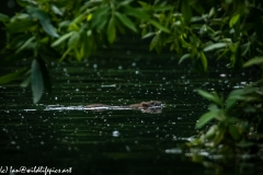 Rat Swimming Across River Side View