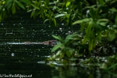 Rat Swimming Across River Side View