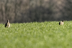 Two Red-legged Partridge in Distance