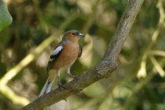 Male Chaffinch Front View on Branch