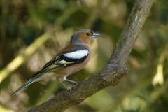 Male Chaffinch Side View on Branch