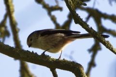 Long-tailed Tit Side View on Branch