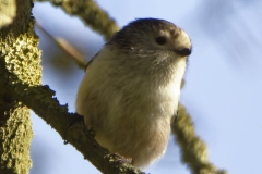 Long-tailed Tit Front View on Branch