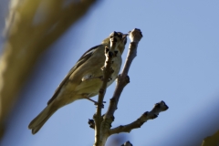 Female Chaffinch Front View on Branch