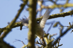 Female Chaffinch in Flight