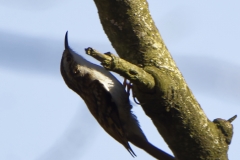 Treecreeper Side View on Tree