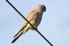 Male Kestrel Side View on Cable