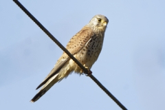 Male Kestrel Side View on Cable