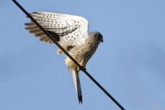 Male Kestrel Side View Opening Wings on Cable