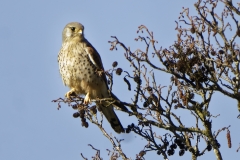 Male Kestrel Front View on Branch